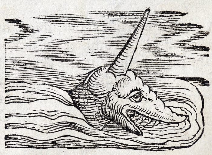 Representación del siglo XVI de un narval o unicornio marino.