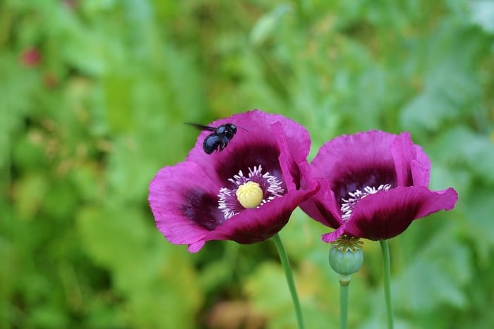 Flores de abeja y amapola