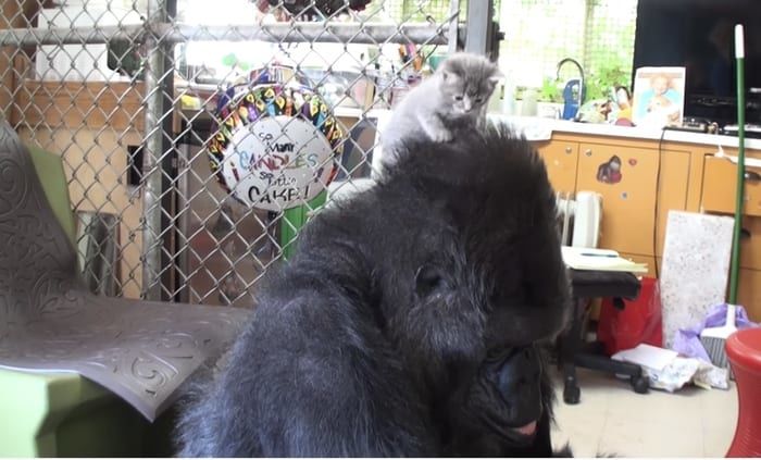 Koko el gorila con gatito