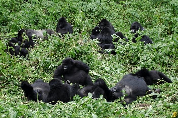 Tropa de gorilas