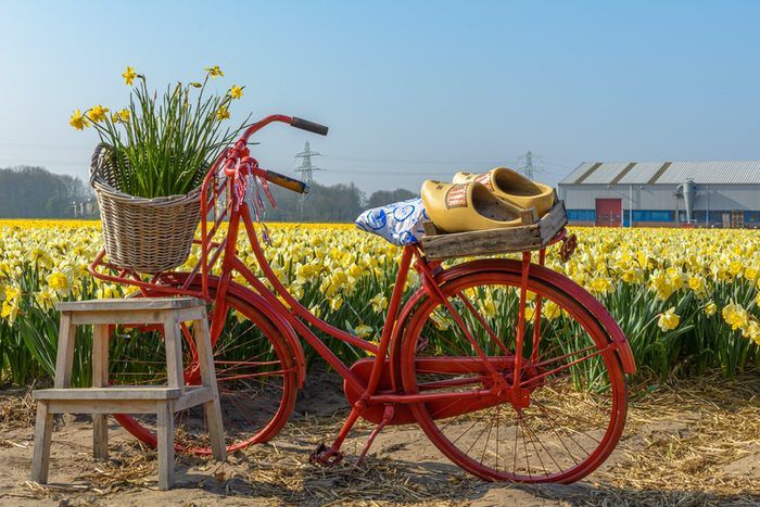 Zuecos para bicicleta Narcisos Países Bajos