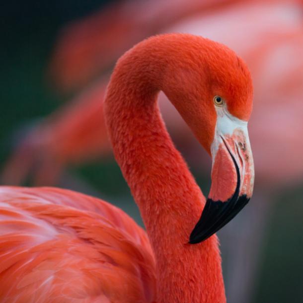 significados del pájaro flamenco