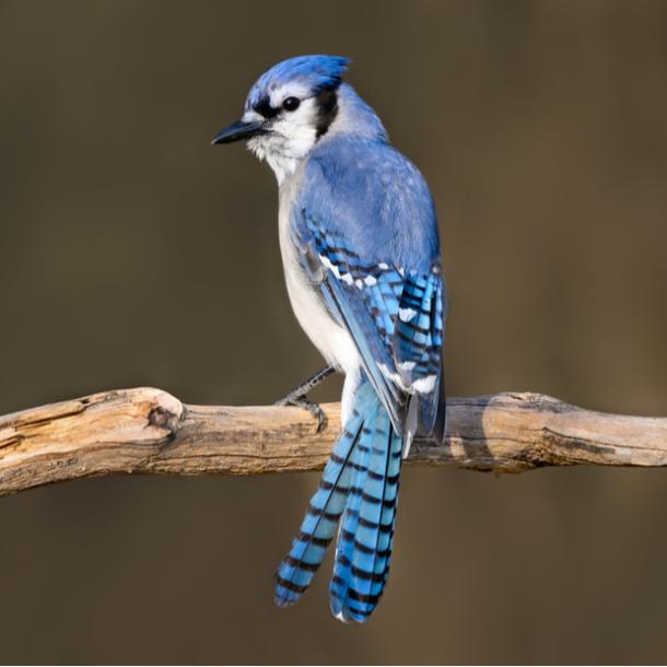 significados de blue jay bird